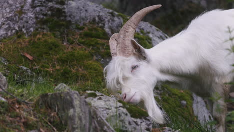 Nahaufnahme-Einer-Weißen-Ziege,-Die-Sich-In-Zeitlupe-Von-Gras-Ernährt