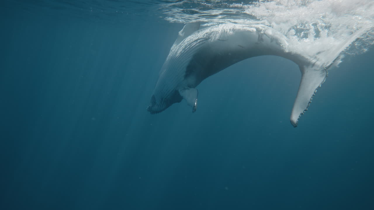 Rearview of fluke spinning Humpback whale underwater as it hits the surface, slow motion