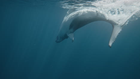 Vista-Trasera-De-Una-Ballena-Jorobada-Que-Gira-Bajo-El-Agua-Mientras-Golpea-La-Superficie,-Cámara-Lenta