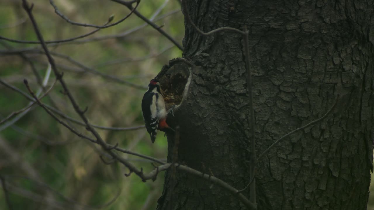 gran pájaro carpintero cincelado en una castaña y tirando los raspados - cámara lenta