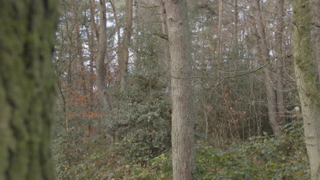 pan from tree bark to a medium shot of a forest in autumn