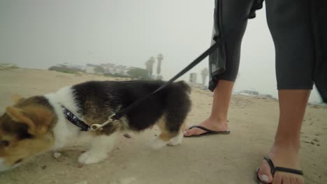 baby corgi runs through moms legs