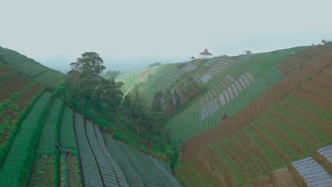 scallion and cabbage plantation aerial k foggy morning