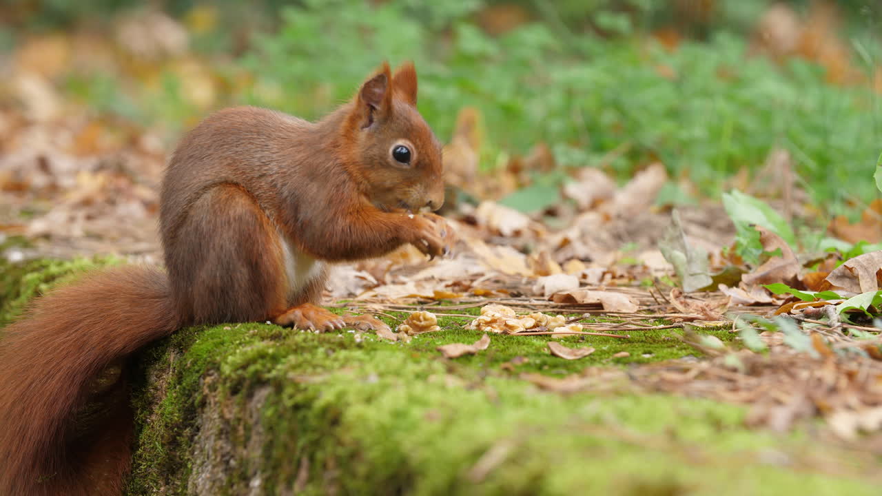 Red squirrel close-up video eating nuts on a moss-covered rock in a quiet autumn forest colorful leaves wildlife natural trees environment soft sunlight