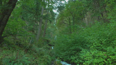 Kippen-Sie-Nach-Unten,-Nachdem-Wahkeena-In-Einen-Bach,-Bäume,-Laub,-Slomo-Fällt