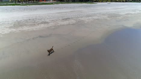 Toma-Aérea-De-Un-Perro-Corriendo-En-La-Playa-De-Zicatela,-Puerto-Escondido,-Oaxaca