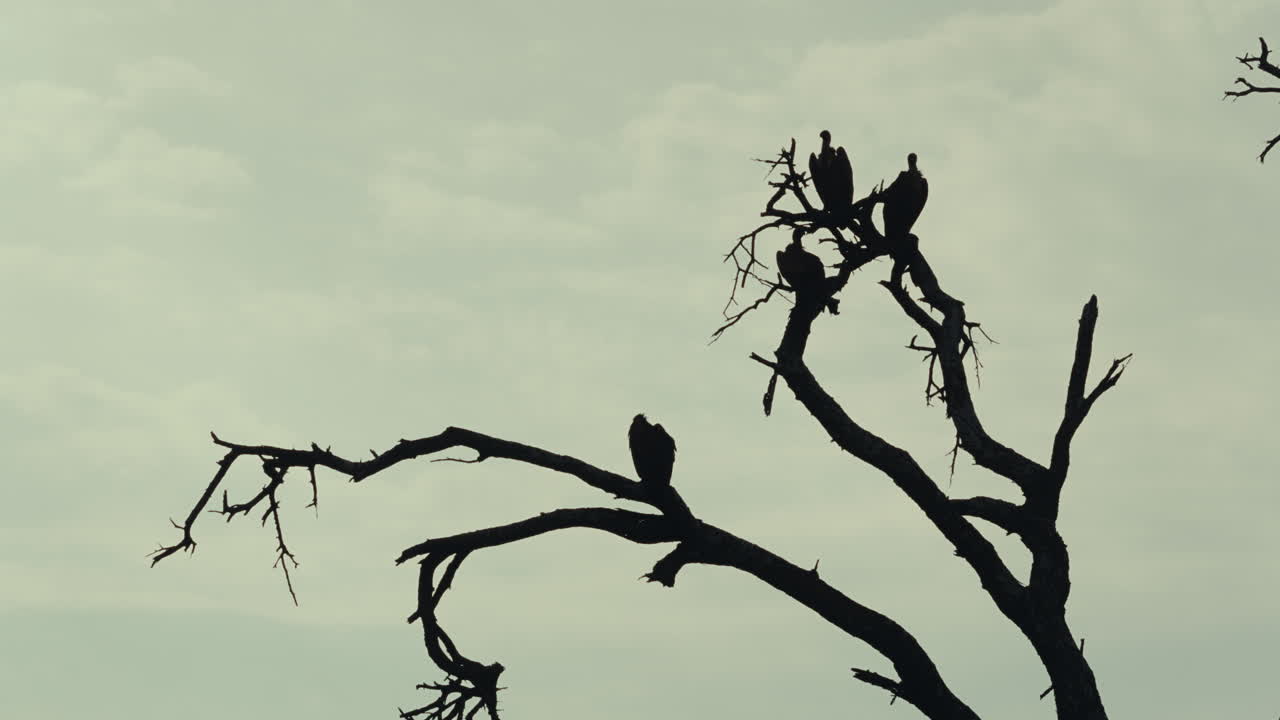 Vultures Perched on a Dead Tree