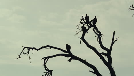 vultures perched on a dead tree