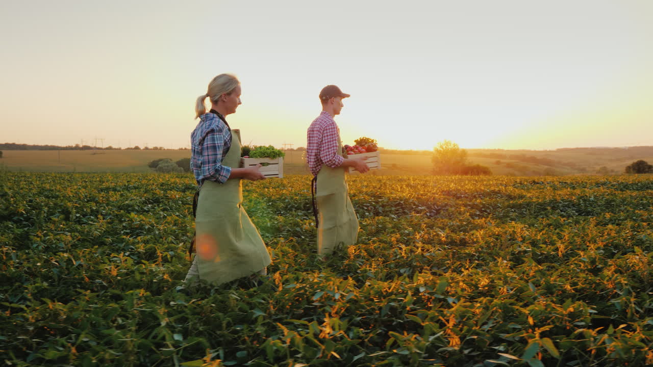 un par de jóvenes agricultores llevan cajas de verduras en el campo otoño y concepto de cosecha