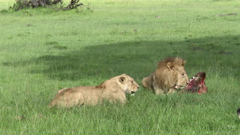 African-lion-female-trying-to-get-closer-to-male-with-carcass,-Masai-Mara,-Kenya