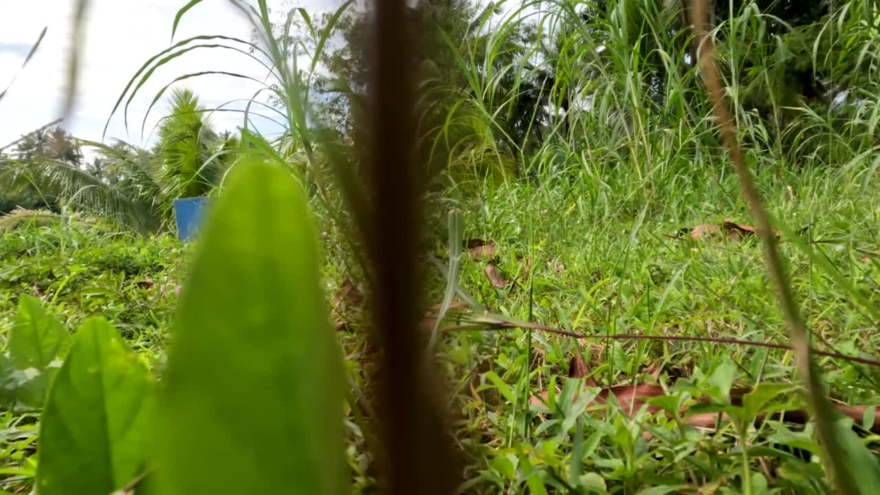 야생 풀은 불규칙한 모양을 가지고 있으며, 열대지방의 강변에서 자란다.