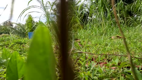 la hierba verde silvestre tiene una forma irregular, crece en las orillas de los ríos en los trópicos
