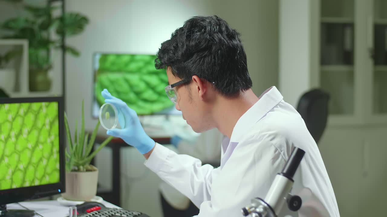Botanist Man Looking At Petri Dish With Leaf Sample Checking Gmo Test Typing Scientist Researcher On Computer For Chemistry Experiment. Biologist Analyzing Plant In Biological Laboratory