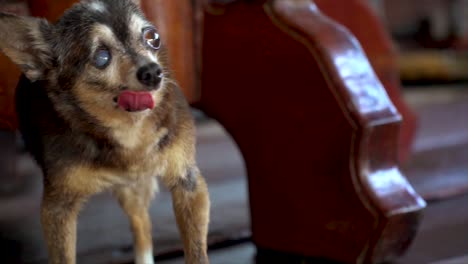 Thailand-Zeitlupe-Alter-Und-Hässlicher-Chihuahua-Hund