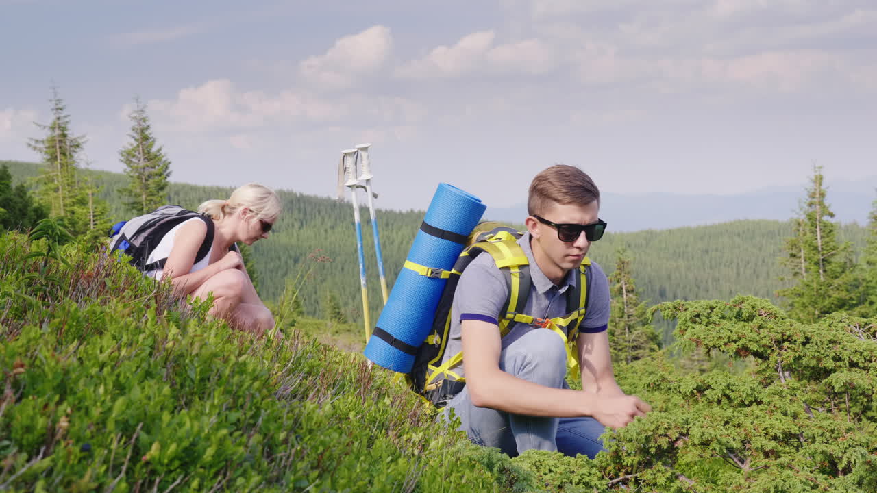 человек собирает дикие ягоды в горах