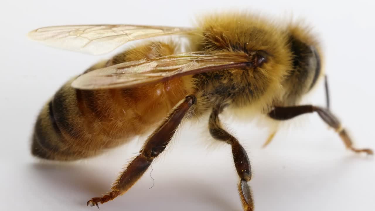 Detailed view of a honeybee's wings and abdomen on a white surface, showcasing intricate textures and patterns.