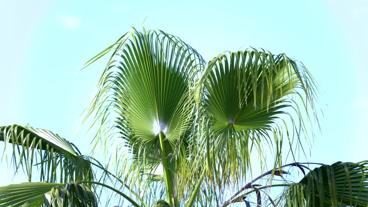 Close up of palm trees on the beach with the blue sky on the background