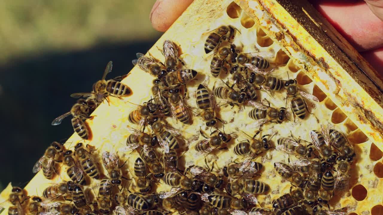Barehanded man holds a frame with hardworking bees on honeycomb making hexagonal wax pattern. Bees complete work on creating honeycombs in summer. Apiary concept