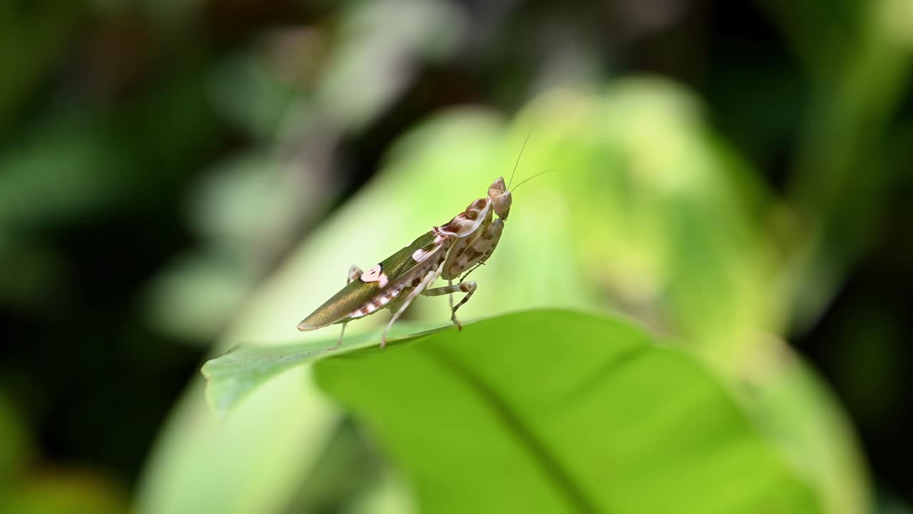 mantis flor enjoyada descansando sobre una hoja que se mueve suavemente