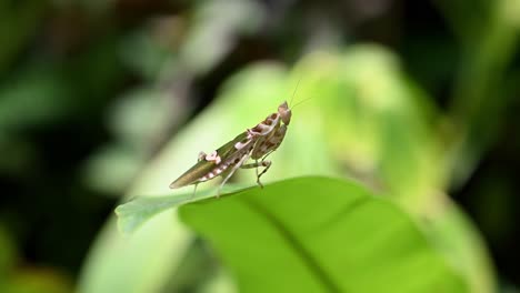 jeweled flower mantis resting on a leaf that is moving gently