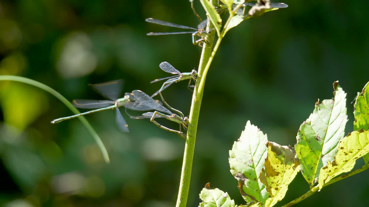 cerca de caballitos del diablo colgando de la planta y volando durante el día soleado en la naturaleza