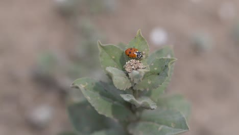 profile close-up view of innocent ladybug on leaves moving on wind, slow motion