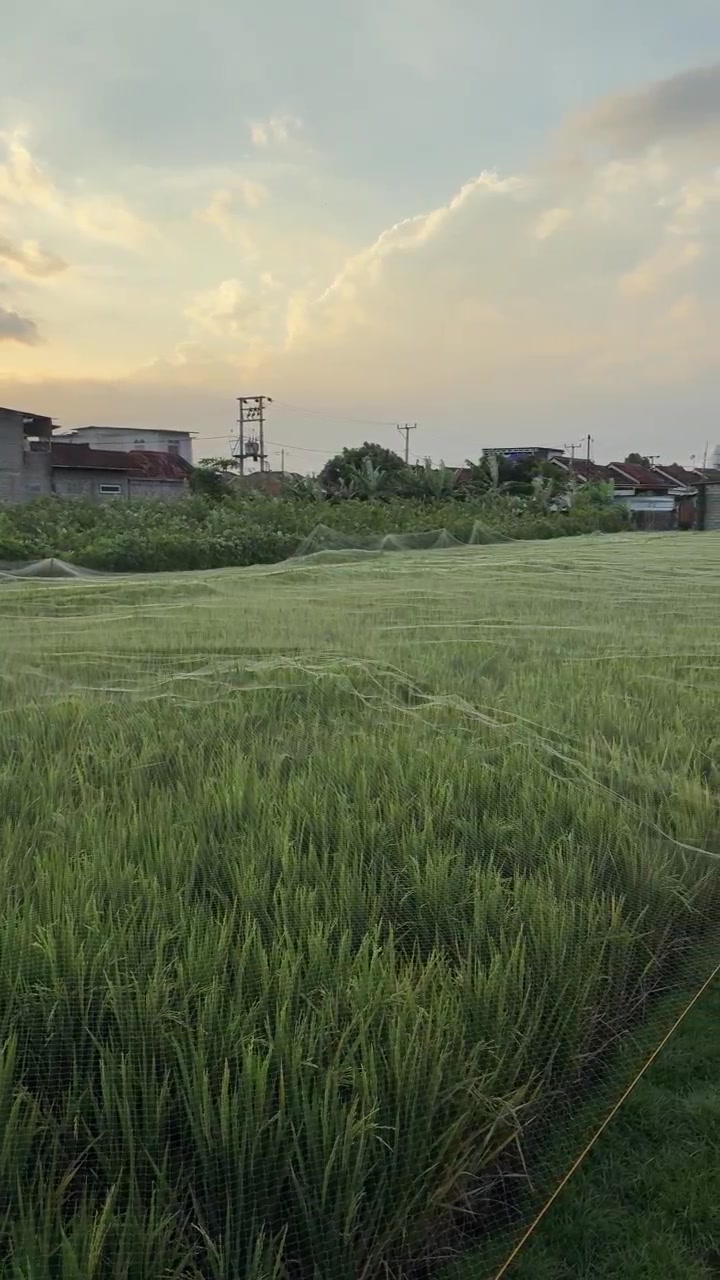 Sawah Tertutup Jaring Pelindung Saat Matahari Terbenam.