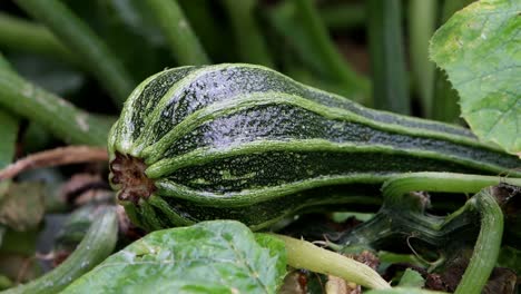 primer plano de la fruta de calabacín en la planta