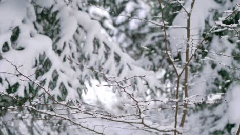 cerca de los árboles en el bosque de invierno
