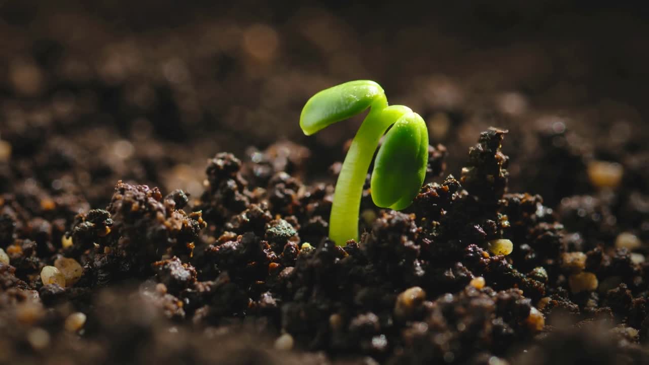 Minuscolo germoglio verde che emerge dal terriccio dopo l'annaffiatura, in cerca di luce con perlite