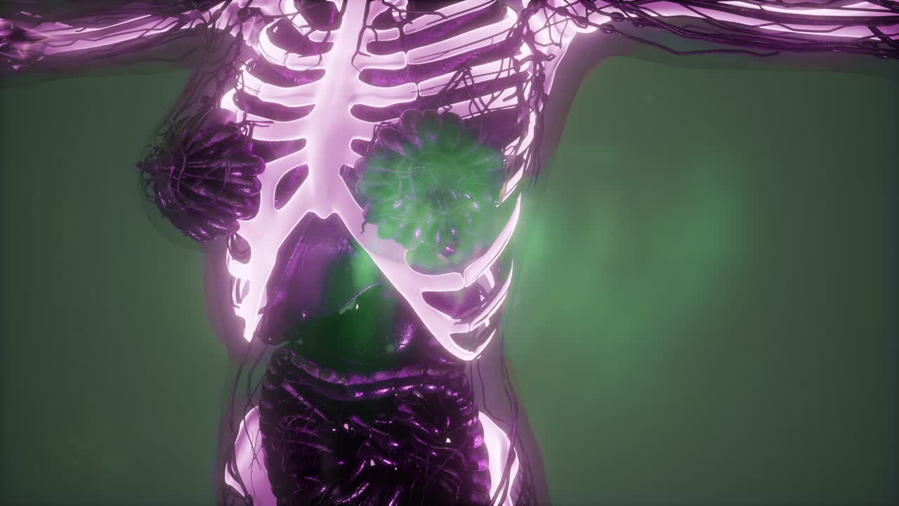 человеческое тело с видимыми скелетными костями