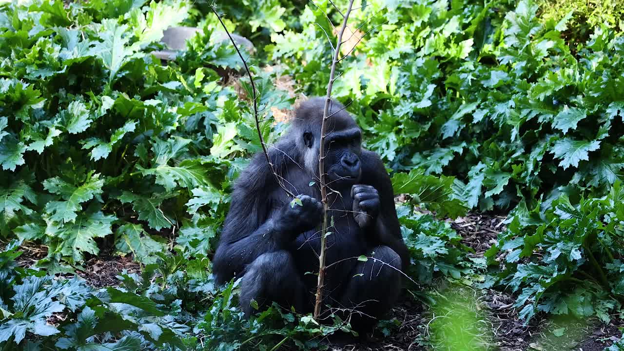 Gorilla spiser i frodigt grønt løv