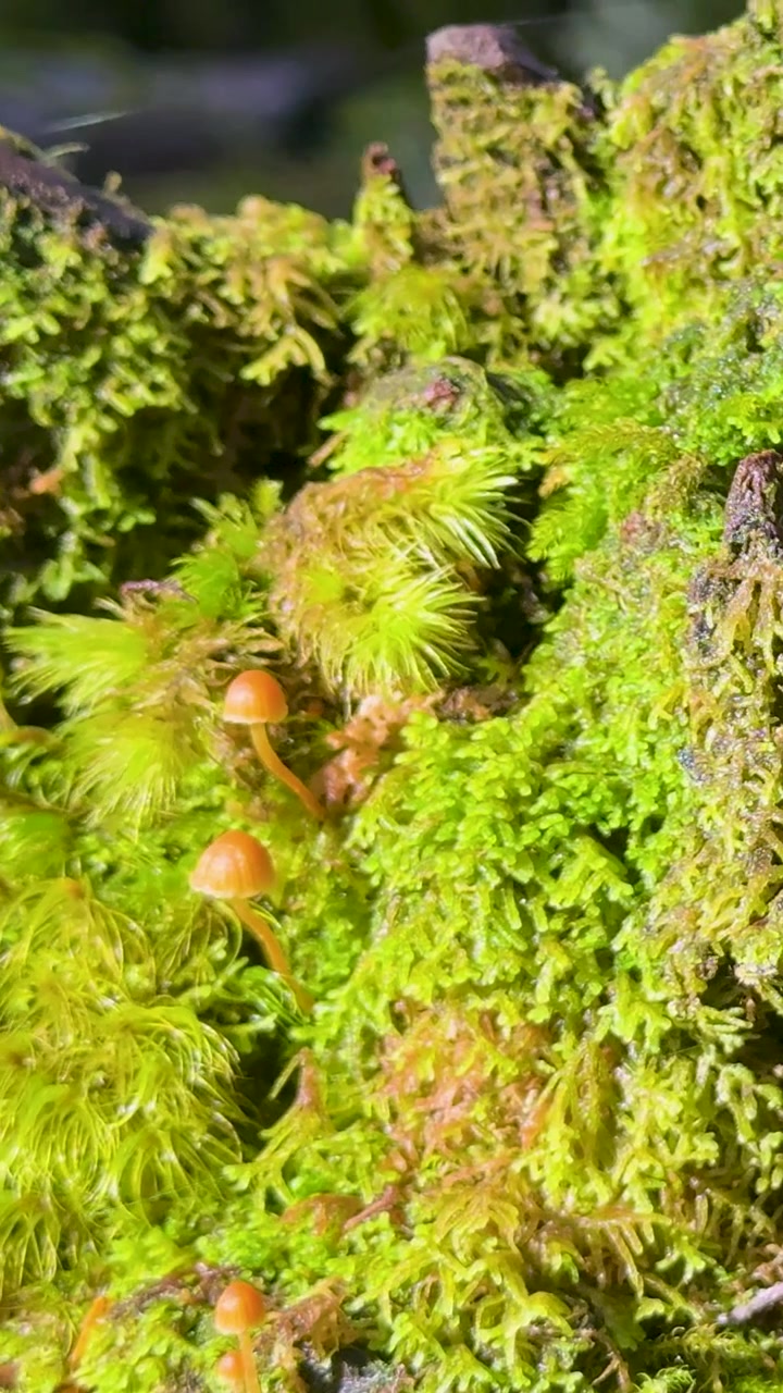 Lenta panoramica verticale su piccoli funghi arancioni che crescono su un tronco lussureggiante e illuminato dal sole, coperto di muschio