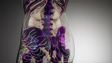 cuerpo humano transparente con huesos visibles
