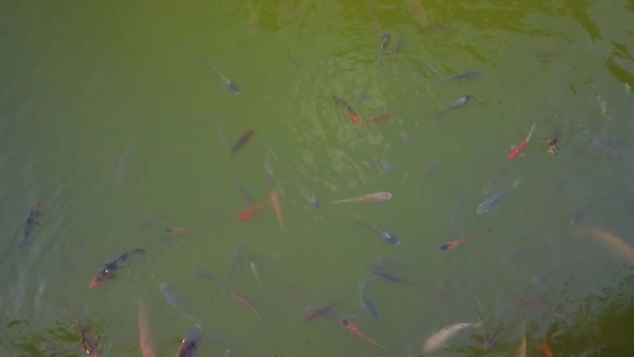 A group of colourful tropical fish are swimming around inside a green water in a pond full of algae