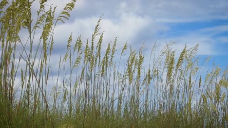 hierba de marram en la brisa