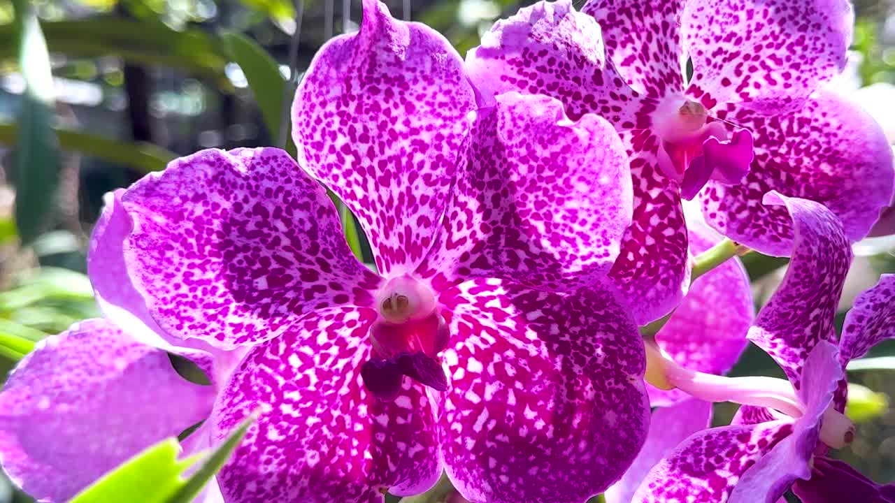 Une photo rapprochée et détaillée d’orchidées violet vif tachetées en fleurs dans un jardin tropical