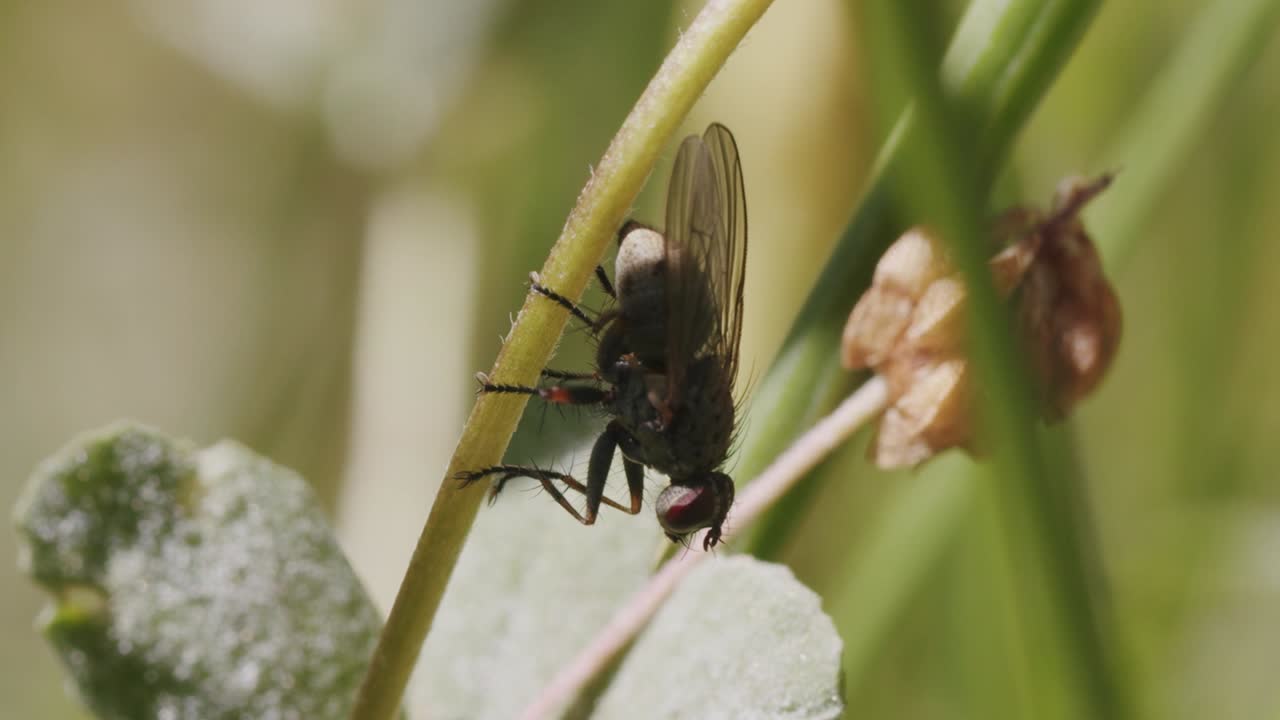 una mosca doméstica común se sienta en el tallo de una flor
