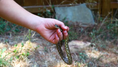 joven sosteniendo una serpiente rata occidental pantherophis obsoletus