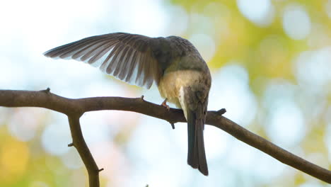 plumas de bulbo de orejas marrones, alas extendidas asentadas en la rama en otoño