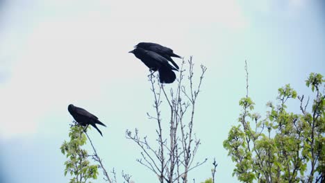 Colorado-Raben-Zwitschern-Falken-An,-Begegnungen-Mit-Wildtieren,-Wilde-Raben-Im-Boulder-County