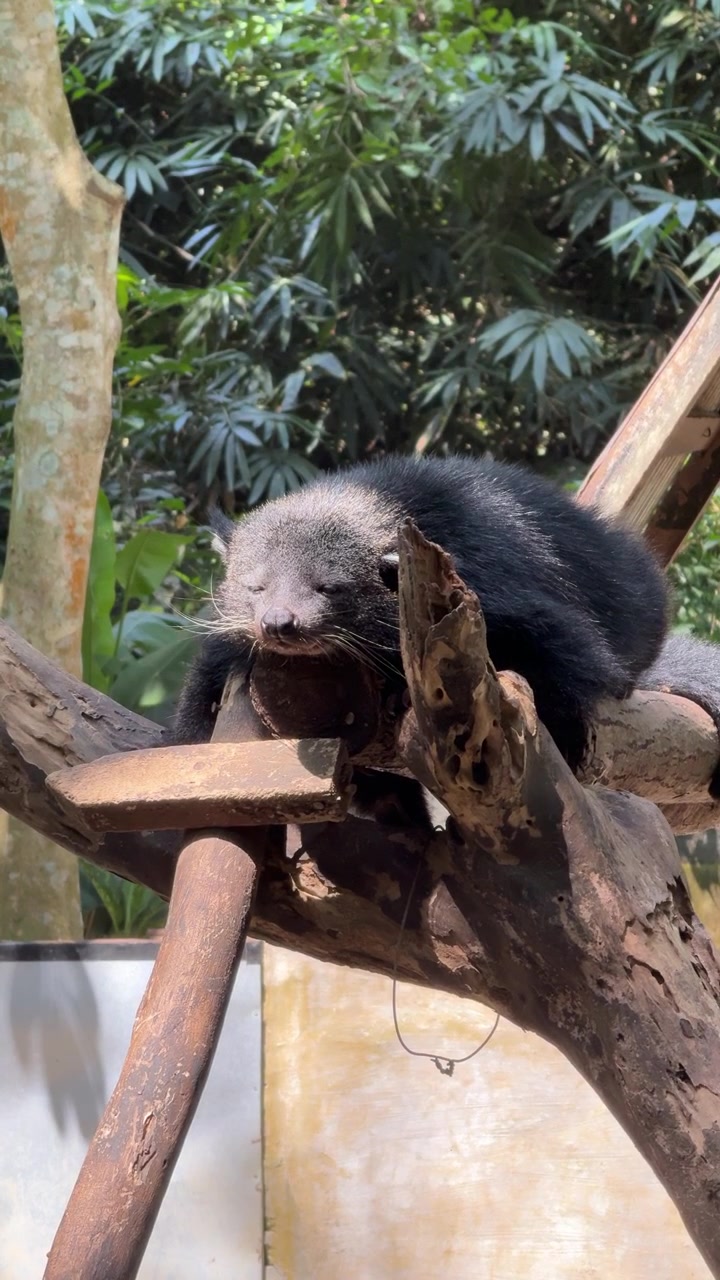 Binturong a riposo su un ramo d'albero in una foresta.