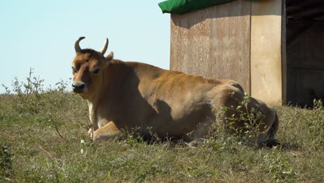 hanwoo, korean native - brown cow standing and pooping on a green hills in anseong farmland in gyeonggi-do, south korea