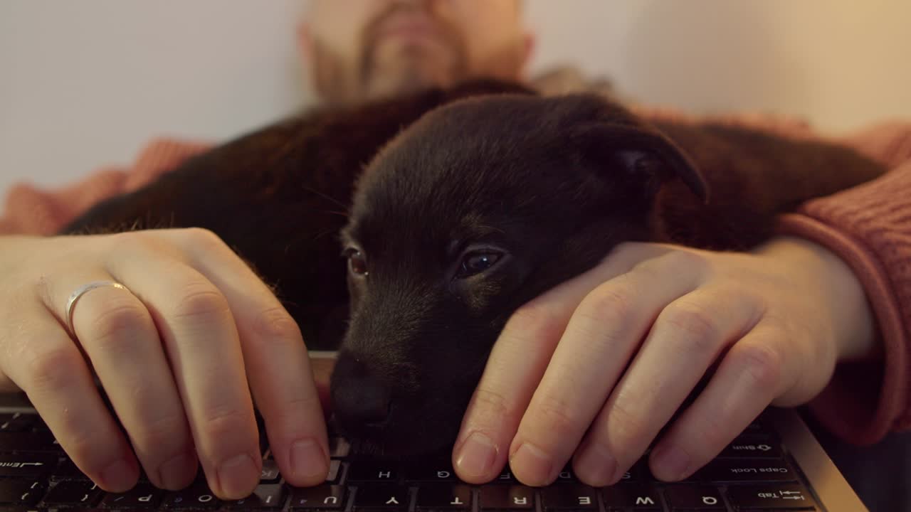 프리랜서가 집에서 노트북으로 일하지만 개가 방해하고 손에 잠들어 사건에서 주의를 분산시켜 작업 계획을 방해합니다.