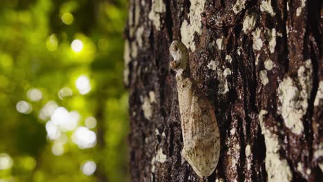 dolly in and follow of a peanut-headed lanternfly moving up the tree trunk, fulgora laternaria