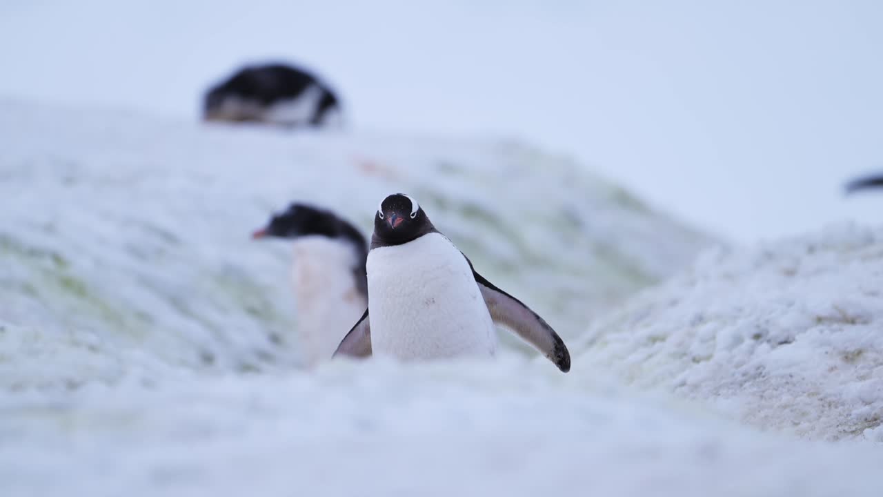 pingüino en el hielo