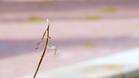 a stunning scenery of a red dragonfly on a sunny day in curacao - close up shot