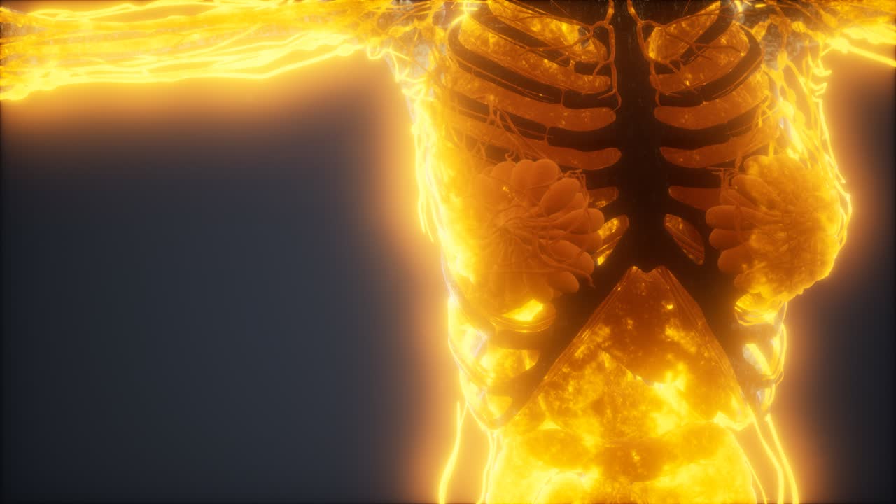 animación colorida del cuerpo humano que muestra huesos y órganos