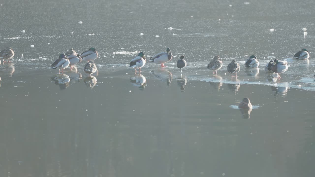 오리들은 얼음 구 근처의 작은 연못의 얼음 표면에서 휴식을 취하고 산책합니다.