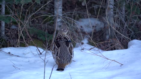 Close-shot-of-a-roughed-grouse-standing-on-snow-in-a-forest-of-Canada